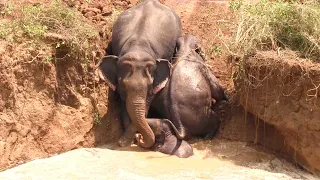 Mama Elephant didn't give up until she could lift her baby using her trunk |Incredible mother's love
