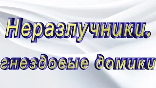 Неразлучники, вешаем гнездовые домики