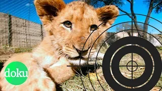 Löwen schießen für 20.000 Euro - Jagdtouristen in Südafrika | WDR Doku