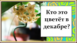 Новости с подоконника ЯНВАРЬ 2021/ Комнатные растения в период покоя