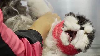 An extreme EMERGENCY situation... | Persian Cat