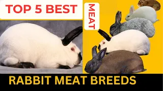 Rabbit Farming, The Top 5 Best Meat Rabbit Breeds