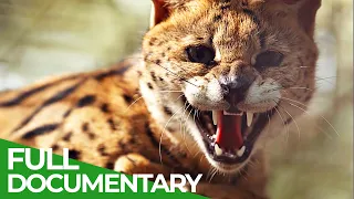 Animal Special Forces | Episode 4: Special Gear | Free Documentary Nature