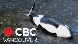 Killer whale calf stranded after mother dies