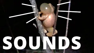 Frog Sounds: Why They Make Them (Examples)
