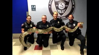 A whole lot of NOPE! A 12-foot Burmese Python captured