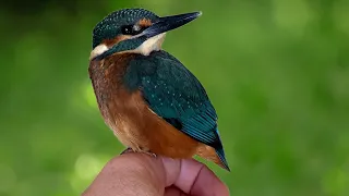 Baby Kingfisher Released Into the Wild 🐦🪶😊 | Rescued & Returned to the Wild | Robert E Fuller