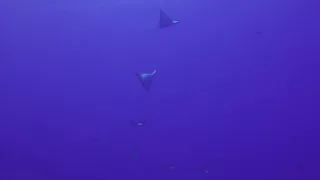 Dance of the eagle rays