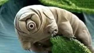 Tardigrades: adorable & almost indestructible