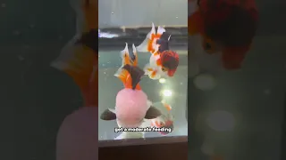 My morning routine as a fish breeder