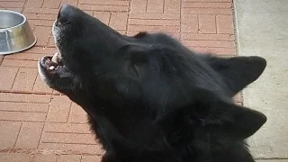 Blue Bay Shepherd Howling