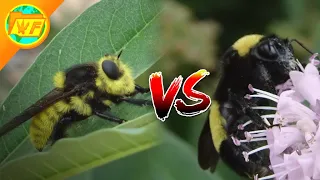 Bee VS Robber fly: Which is the DEADLY Imposter?