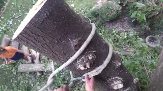 Cottonwood Tree Rigging and Swinging Branches Over House - Part 2