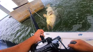 Fishing for GOLIATH GROUPER under Bridge