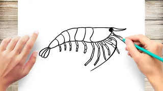 How to Draw Shrimp Step by Step