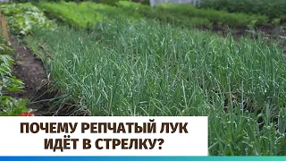 Почему репчатый лук идёт в стрелку?