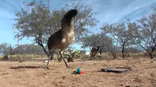 Emu Freaks Out Over a Weasel Ball