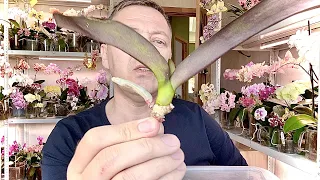 как нарастить корни орхидеи БЕЗ МХА сфагнум