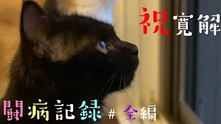 子猫のモカが教えてくれたこと🌸余命宣告から寛解までの全記録