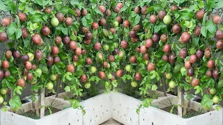 The secret to growing passion fruit on the terrace for lots of fruit and quick harvest