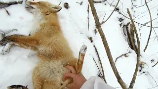 Раз Лиса, Два Лиса! Но Дубль Не Удался... Зато Зайцами Взяли! Охота С Русской Гончей.