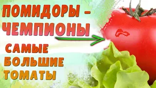 Огромные томаты ! САМЫЕ БОЛЬШИЕ ИЗ НАШЕЙ КОЛЛЕКЦИИ