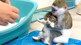 "Мама - это мой котенок!" - малышка обезьянка переживает и не отдает котенка