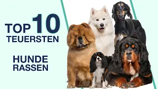 TOP 10 der teuersten Hunderassen (Rangliste sortiert nach Preisen)