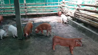 Duroc and yorkshire cross breed piglets