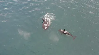 Orcas eating a seal. (first part)