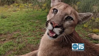 Out of Africa Wildlife Park wants you to meet Sage the Mountain Lion