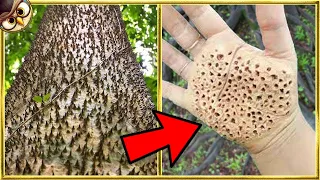 20 Dangerous Trees You Should NEVER Touch