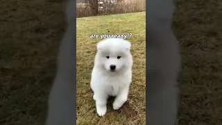 Boo wants to share her secret with you🫶🏻 #dog #samoyed #boo