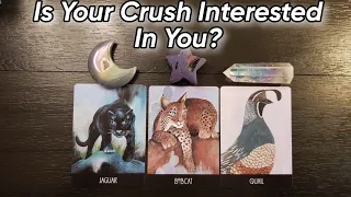 🤩 Is Your Crush Interested In You? Pick A Card Reading 😝🌹 Do They Have A Crush On You?