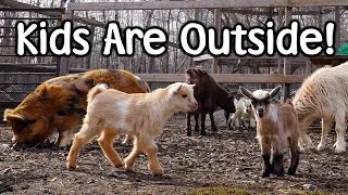 All 8 Kid Goats Have Arrived and Outside - Bottle Lamb Finds New Home