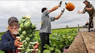 Harvest In Pennsylvania