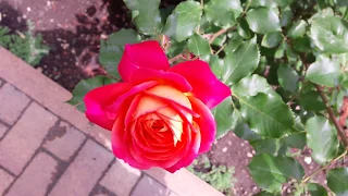 Роза Midsummer (Tantau)  в моём саду.