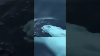 he was playing fetch with a beluga whale…