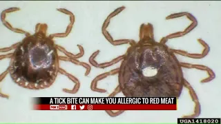 Red meat allergies caused by tick bite