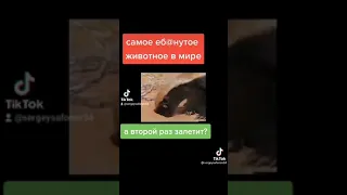 Медоед. Самое отбитое животное