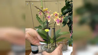 Обработка новых орхидей / Желтеющий листочек, что это может  быть? / Крепко сидит в горшке...
