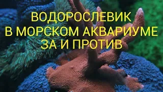 водорослевик в морском аквариуме | хетаморфа в морском аквариуме | как снизить фосфаты в аквариуме