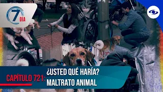 ¿Usted qué haría? Experimento social sobre maltrato animal y robo de mascotas - Séptimo Día