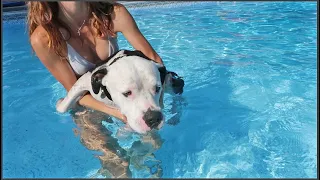 Rescue Pitbull Goes Swimming For The First Time
