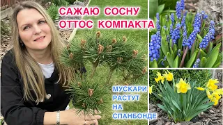 ОТКРЫВАЮ КОРНЕВУЮ ШЕЙКУ И САЖАЮ. СОСНА ЧЁРНАЯ ОТТОС КОМПАКТА. Pinus nigra Ottos Compact