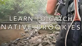 Learn to Catch Native Brookies Summer PA Dry Fly Fishing