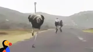 Ostrich Chasing Bikers While Friend Hilariously Films | The Dodo