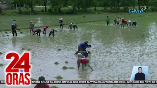 NFA, humahanap na ng pasilidad para sa pagpapatuyo ng mga basang palay | 24 Oras