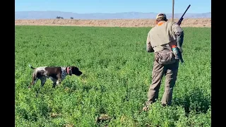 German Shorthaired Pointer Hunting