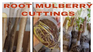 Rooting Mulberry and Fig Cuttings fast and easy   PROVEN METHOD